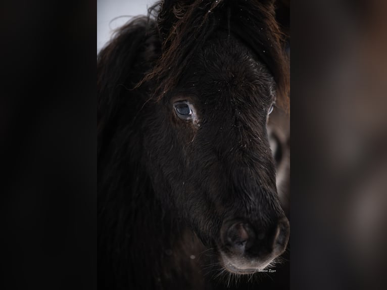 Shetland Ponys Wallach 2 Jahre 100 cm Tigerschecke in Scheffau am Wilden Kaiser