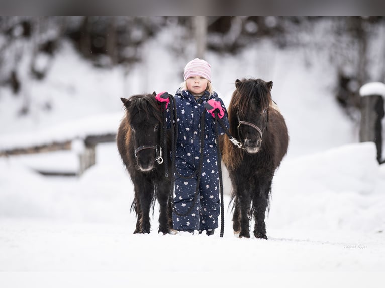 Shetland Ponys Wallach 2 Jahre 100 cm Tigerschecke in Scheffau am Wilden Kaiser
