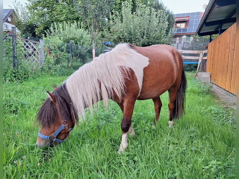 Shetland Ponys Wallach 2 Jahre 101 cm Schecke in Argenb&#xFC;hl