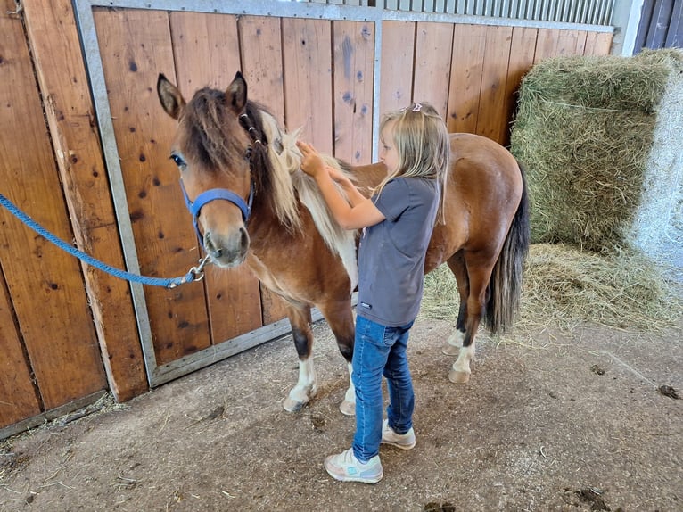Shetland Ponys Wallach 2 Jahre 101 cm Schecke in Argenb&#xFC;hl