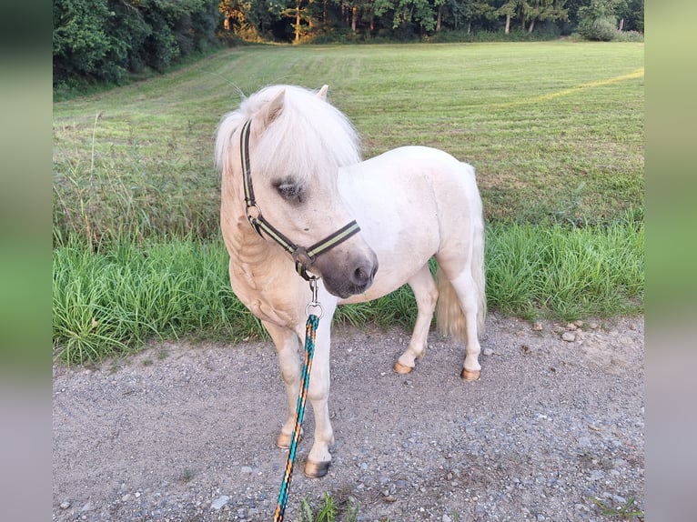 Shetland Ponys Wallach 2 Jahre 101 cm Schecke in Argenb&#xFC;hl