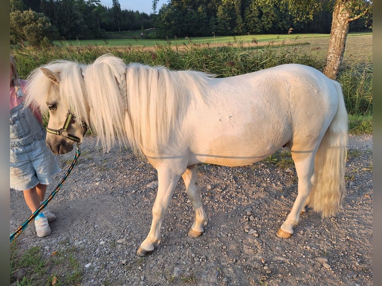 Shetland Ponys Wallach 2 Jahre 101 cm Schecke in Argenb&#xFC;hl