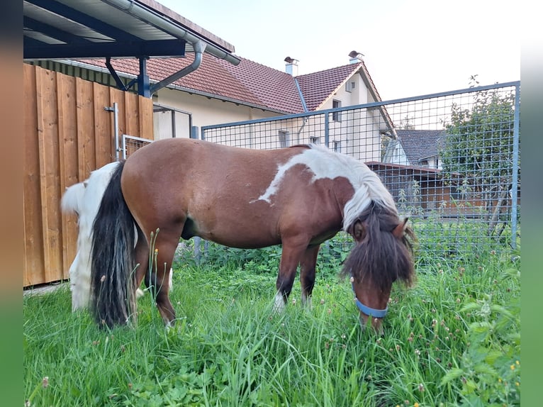 Shetland Ponys Wallach 2 Jahre 101 cm Schecke in Argenb&#xFC;hl