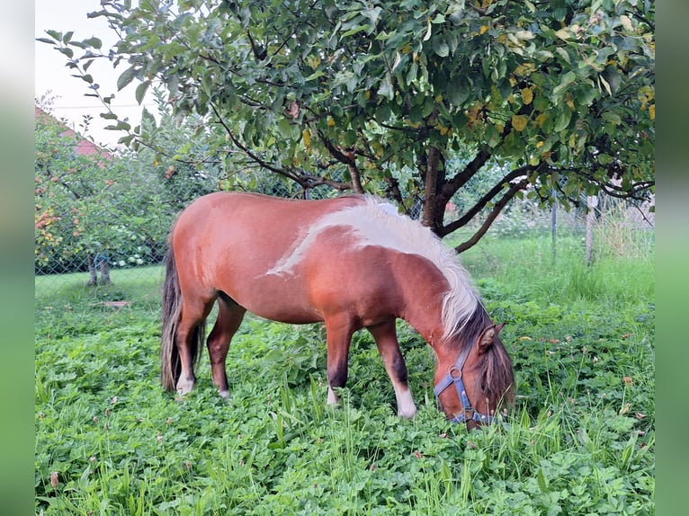 Shetland Ponys Wallach 2 Jahre 101 cm Schecke in Argenb&#xFC;hl