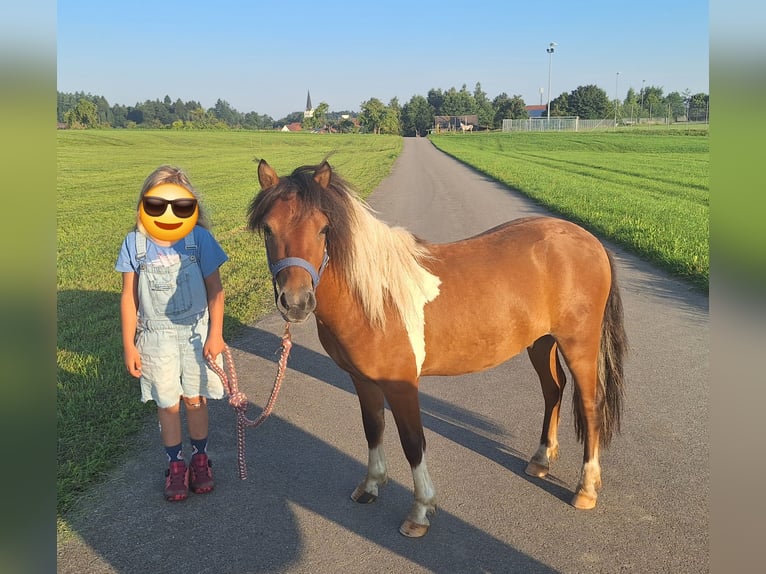 Shetland Ponys Wallach 2 Jahre 101 cm Schecke in Argenb&#xFC;hl