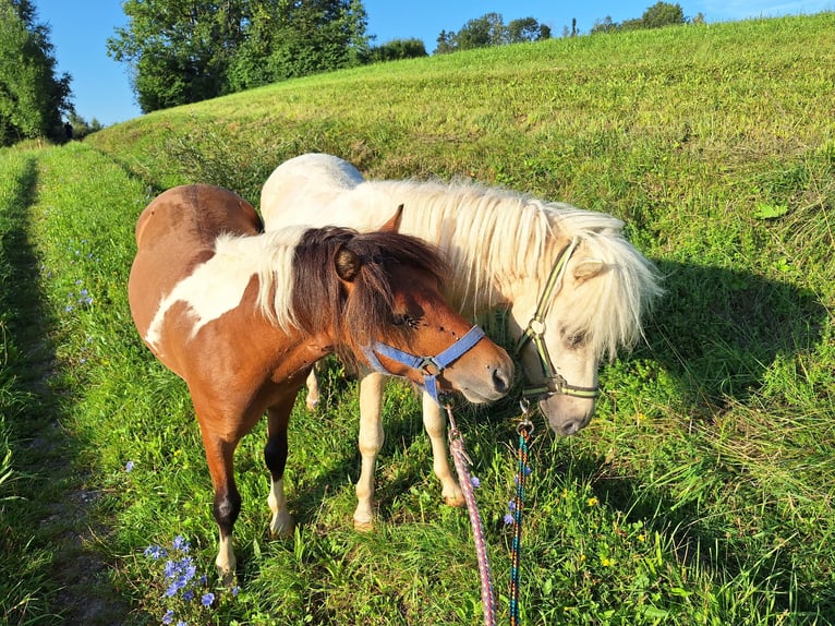 Shetland Ponys Wallach 2 Jahre 101 cm Schecke in Argenb&#xFC;hl