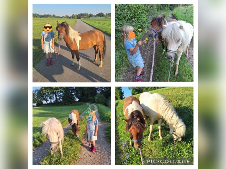 Shetland Ponys Wallach 2 Jahre 101 cm Schecke in Argenb&#xFC;hl