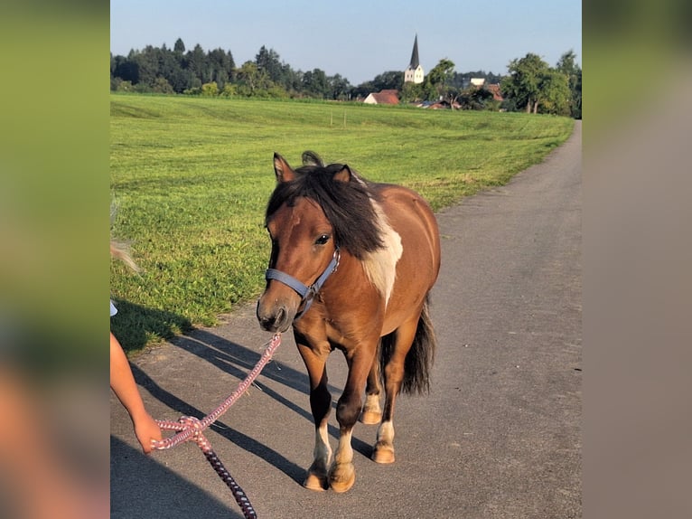 Shetland Ponys Wallach 2 Jahre 101 cm Schecke in Argenb&#xFC;hl
