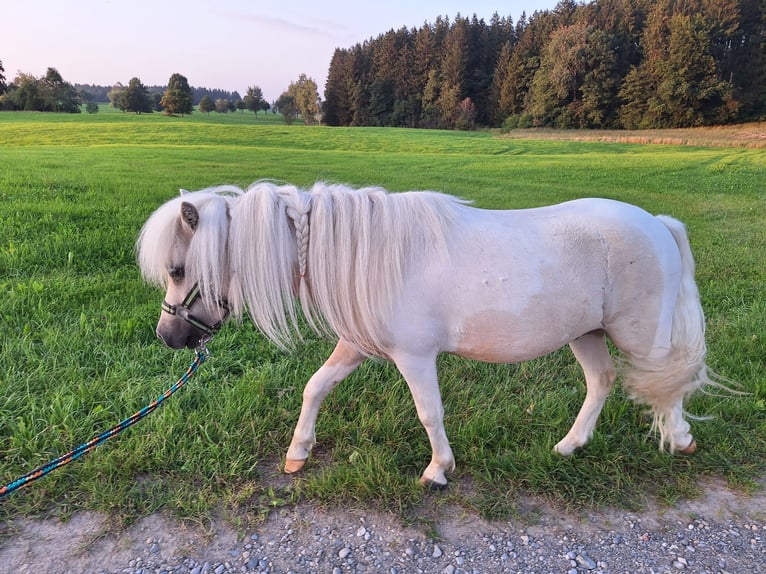 Shetland Ponys Wallach 2 Jahre 101 cm Schecke in Argenb&#xFC;hl