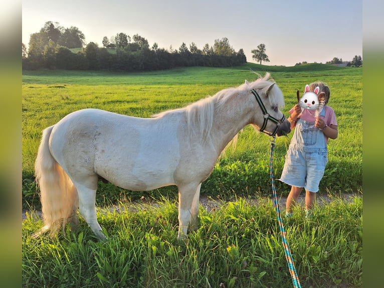 Shetland Ponys Wallach 2 Jahre 101 cm Schecke in Argenb&#xFC;hl