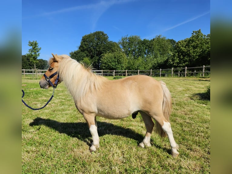 Shetland Ponys Wallach 2 Jahre 102 cm Schecke in Linkenbach