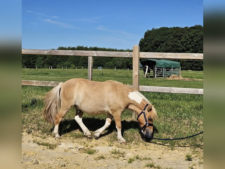 Shetland Ponys Wallach 2 Jahre 102 cm Schecke in Linkenbach