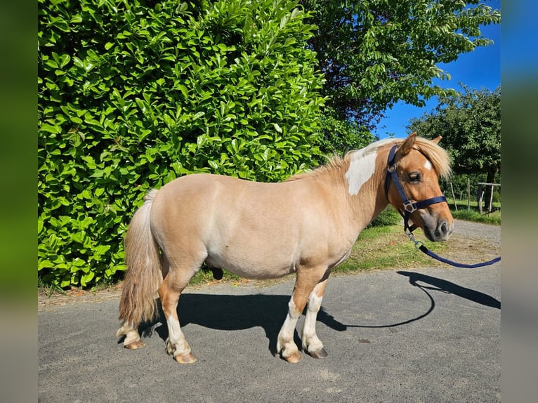 Shetland Ponys Wallach 2 Jahre 102 cm Schecke in Linkenbach
