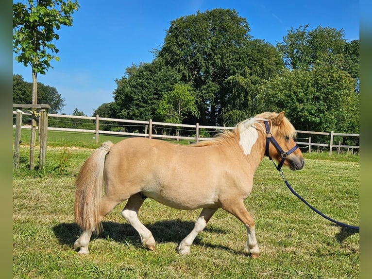 Shetland Ponys Wallach 2 Jahre 102 cm Schecke in Linkenbach