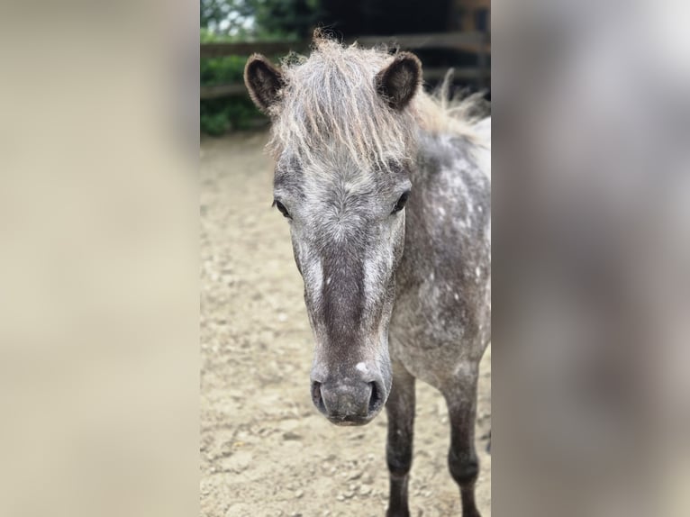 Shetland Ponys Mix Wallach 2 Jahre 106 cm Blauschimmel in Surwold