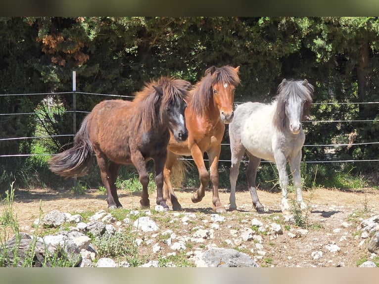 Shetland Ponys Wallach 2 Jahre 107 cm Brauner in Salles sous Bois
