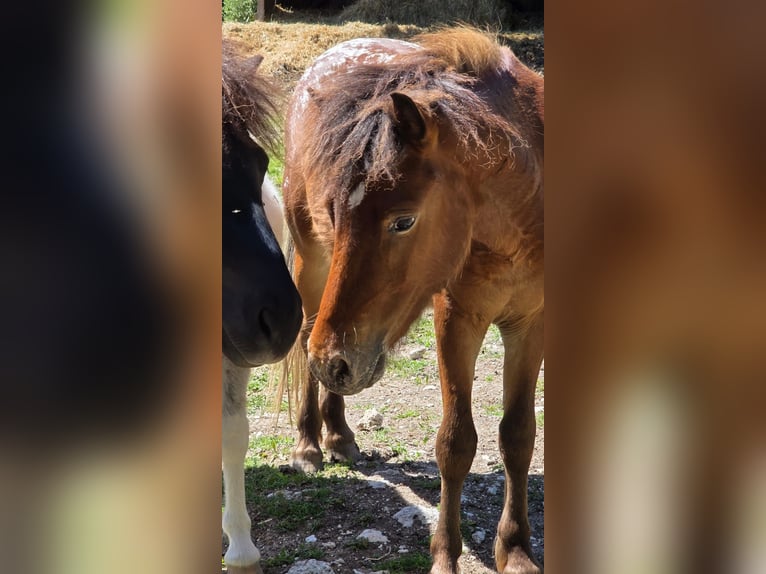 Shetland Ponys Wallach 2 Jahre 107 cm Brauner in Salles sous Bois