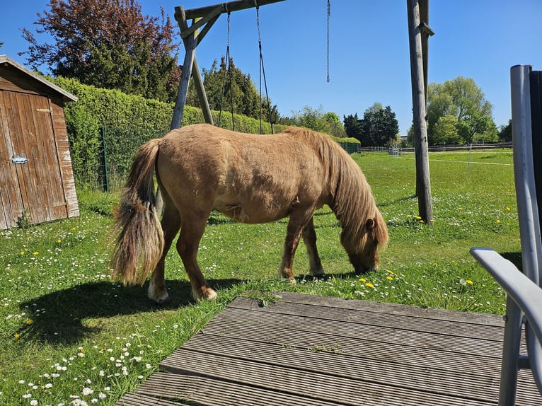 Shetland Ponys Wallach 2 Jahre 111 cm Red Dun in Woltersdorf