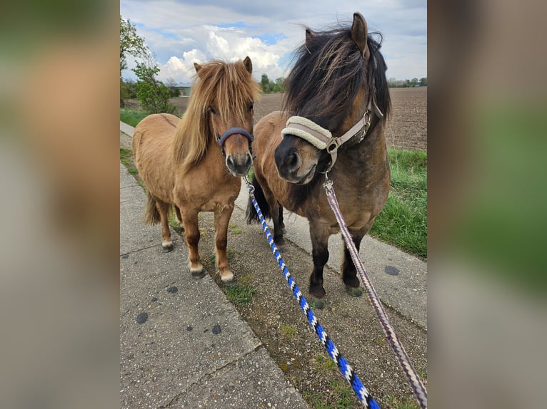 Shetland Ponys Wallach 2 Jahre 111 cm Red Dun in Woltersdorf