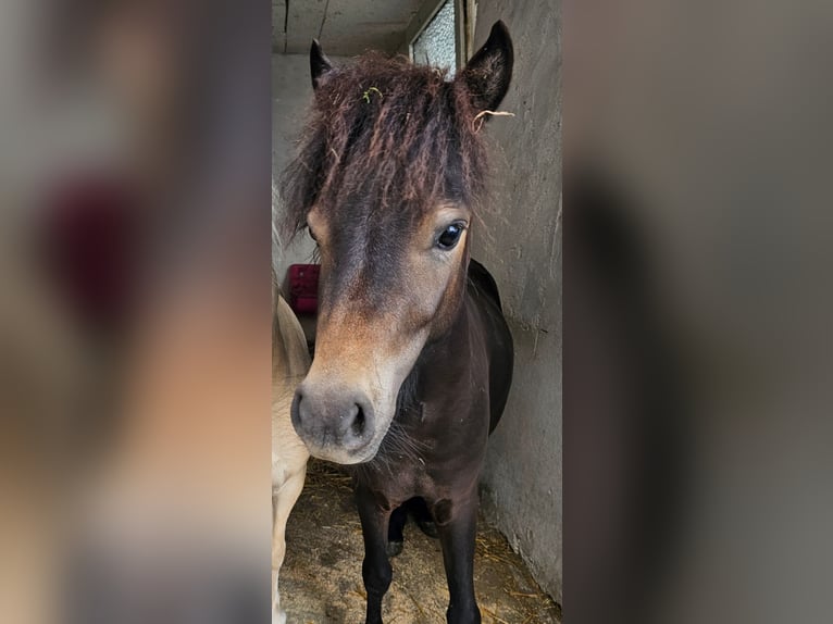 Shetland Ponys Wallach 2 Jahre 80 cm Dunkelbrauner in Thierhaupten