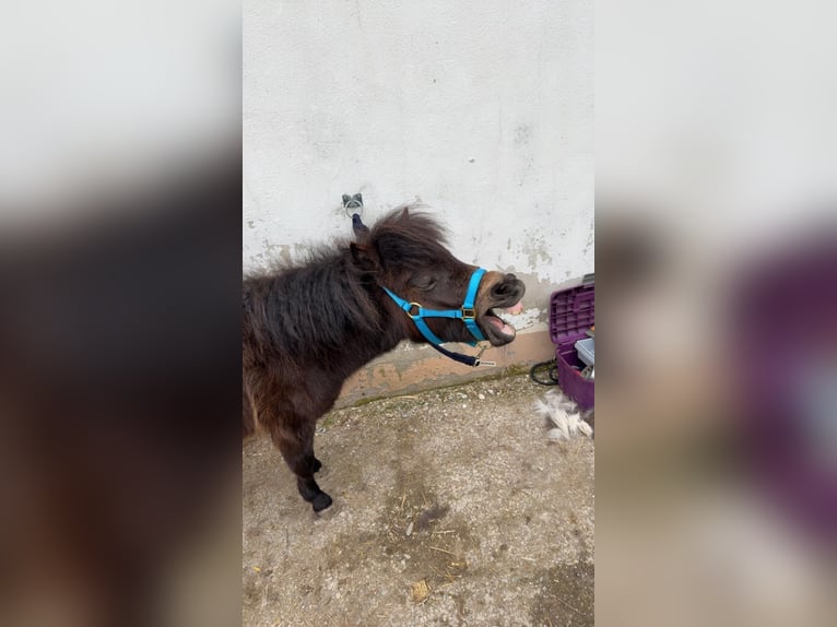Shetland Ponys Wallach 2 Jahre 80 cm Dunkelbrauner in Thierhaupten