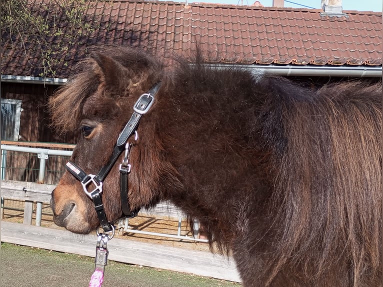 Shetland Ponys Wallach 2 Jahre 83 cm Dunkelbrauner in Abtsgmünd