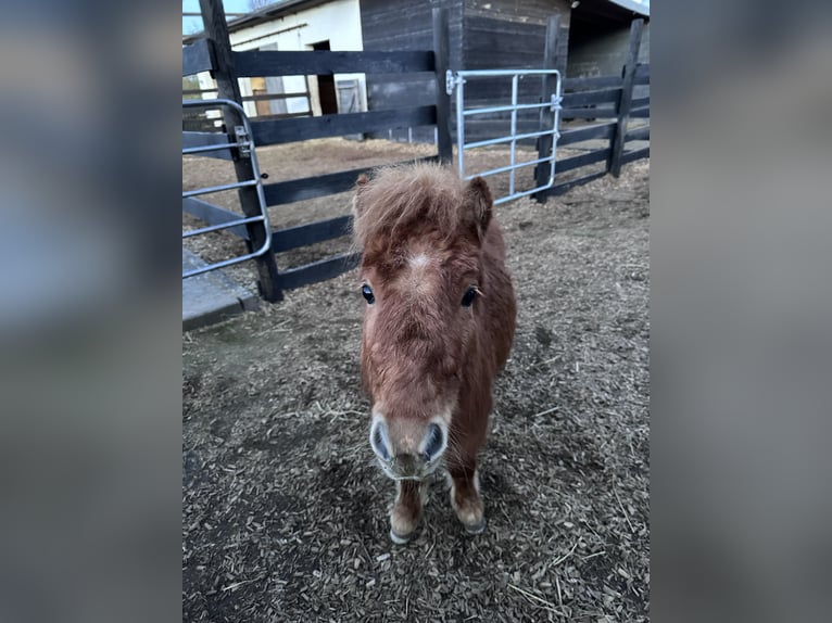 Shetland Ponys Wallach 2 Jahre 90 cm Fuchs in Lonnig