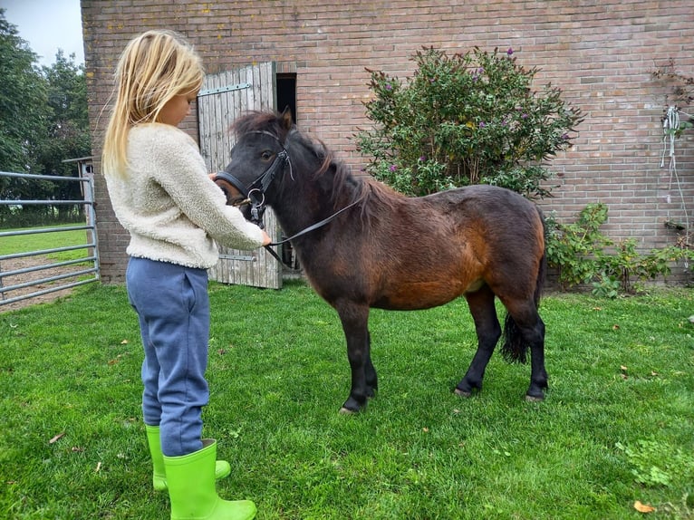 Shetland Ponys Wallach 2 Jahre 95 cm Rappe in Hoogland