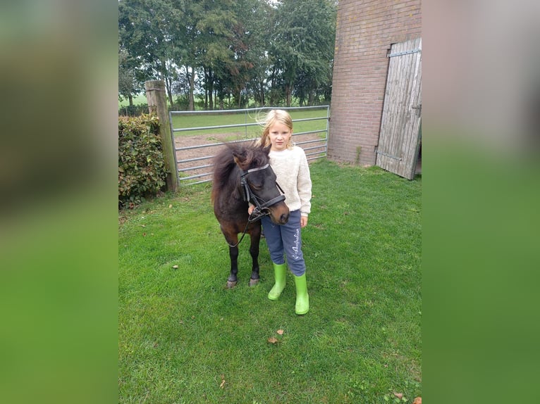 Shetland Ponys Wallach 2 Jahre 95 cm Rappe in Hoogland