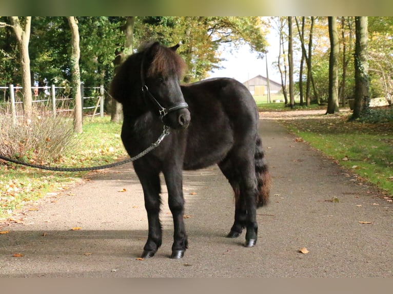 Shetland Ponys Wallach 2 Jahre 95 cm Rappe in Recke, bei Osnabrück
