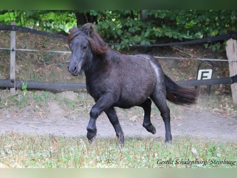 Shetland Ponys Wallach 2 Jahre 98 cm Schimmel in Bokhorst