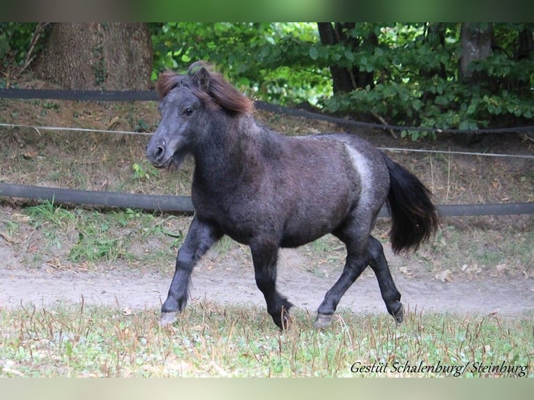Shetland Ponys Wallach 2 Jahre 98 cm Schimmel in Bokhorst