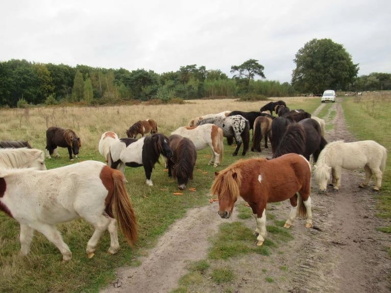 Shetland Ponys Wallach 2 Jahre  in Neerkant