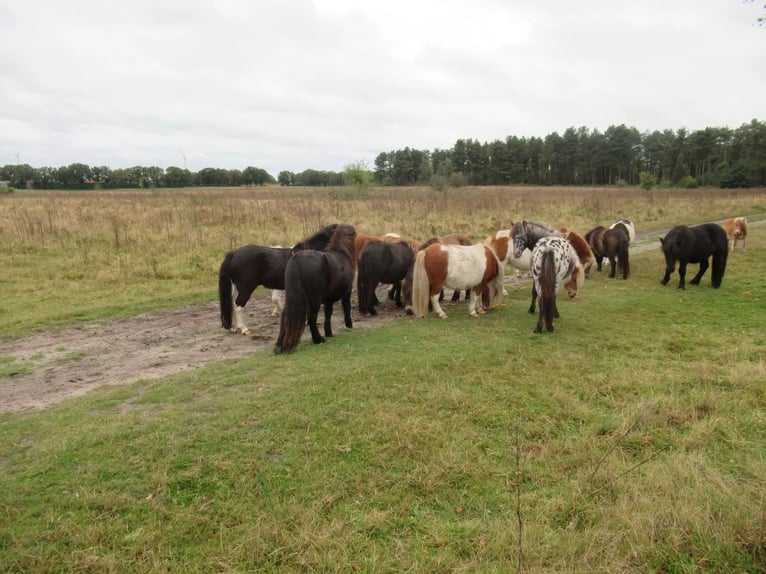 Shetland Ponys Wallach 2 Jahre  in Neerkant
