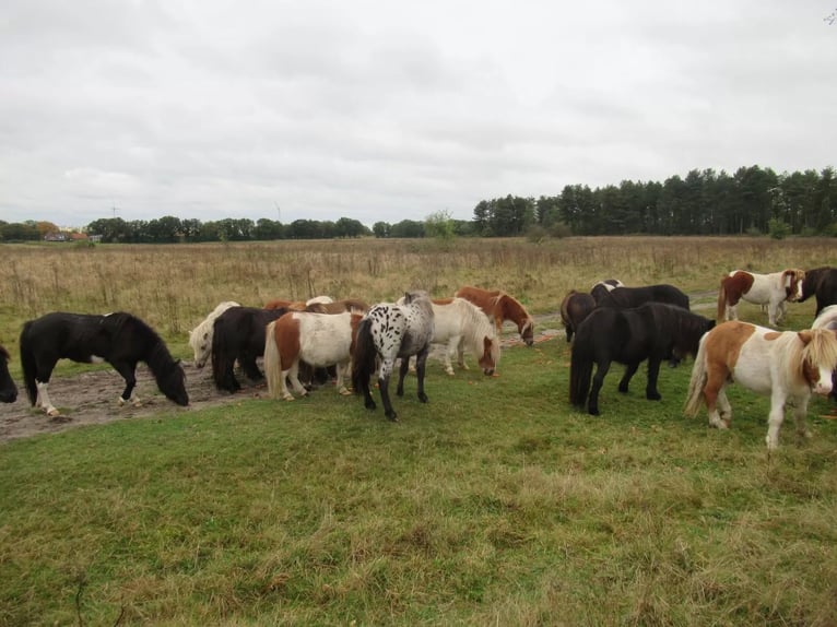 Shetland Ponys Wallach 2 Jahre  in Neerkant