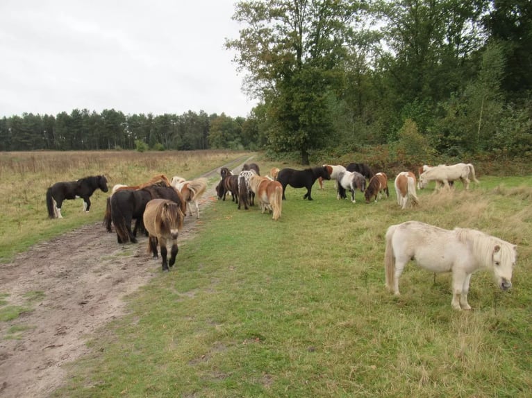 Shetland Ponys Wallach 2 Jahre  in Neerkant