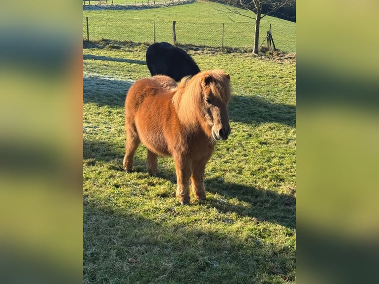 Shetland Ponys Wallach 30 Jahre in Iserlohn