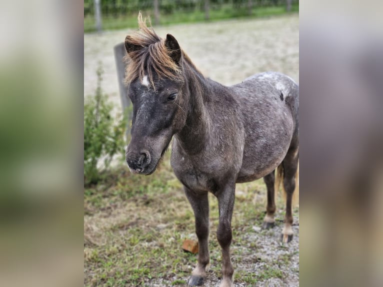 Shetland Ponys Wallach 3 Jahre 100 cm  in Untergrünburg