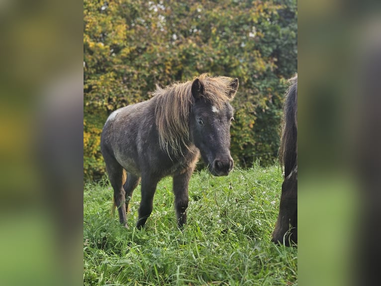 Shetland Ponys Wallach 3 Jahre 100 cm  in Untergrünburg