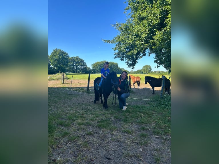 Shetland Ponys Wallach 3 Jahre 100 cm Rappe in Tecklenburg