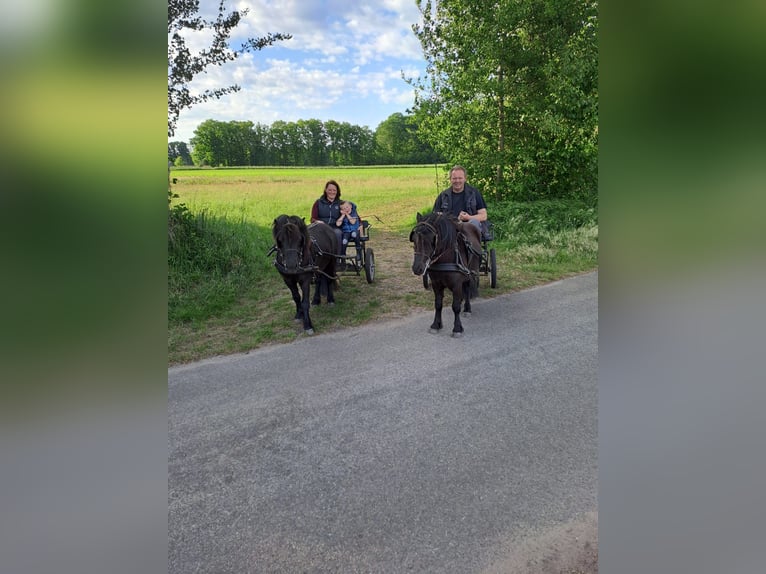 Shetland Ponys Wallach 3 Jahre 100 cm Rappe in Tecklenburg