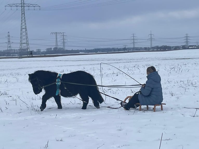 Shetland Ponys Wallach 3 Jahre 100 cm Rappe in Berlin