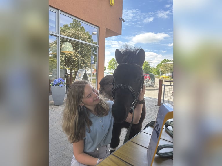 Shetland Ponys Wallach 3 Jahre 100 cm Rappe in Berlin