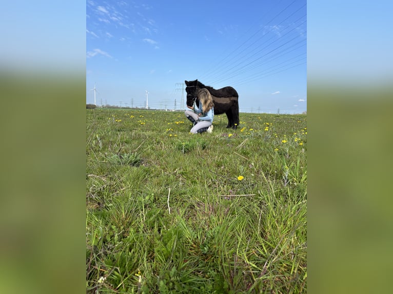 Shetland Ponys Wallach 3 Jahre 100 cm Rappe in Berlin
