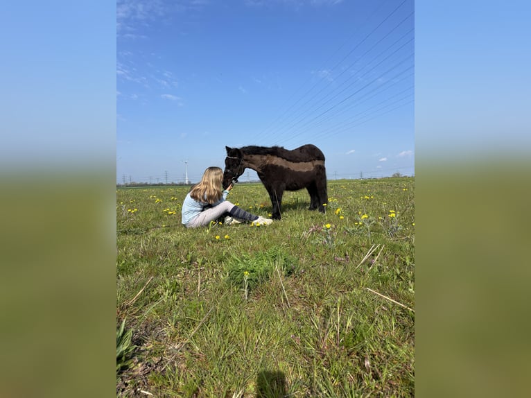 Shetland Ponys Wallach 3 Jahre 100 cm Rappe in Berlin