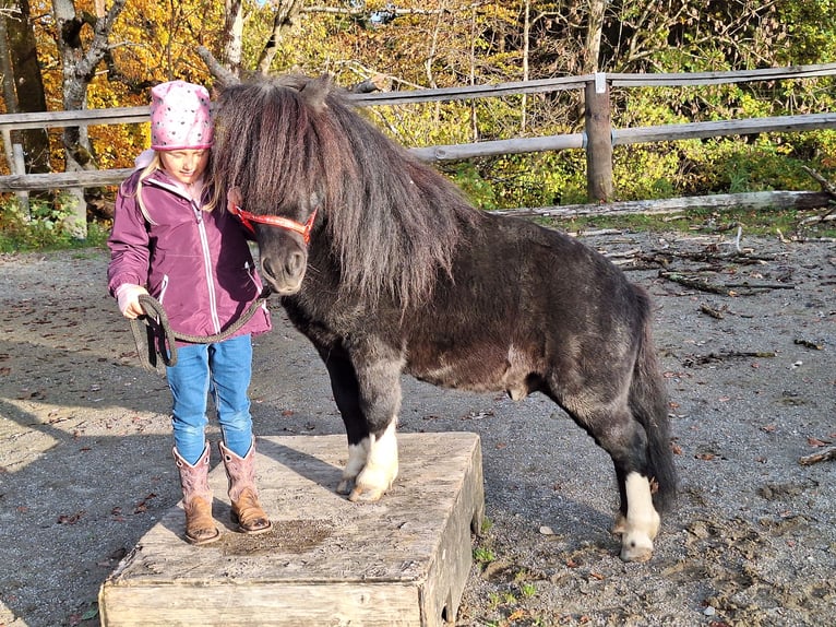 Shetland Ponys Wallach 3 Jahre 100 cm Rappe in Argenbühl