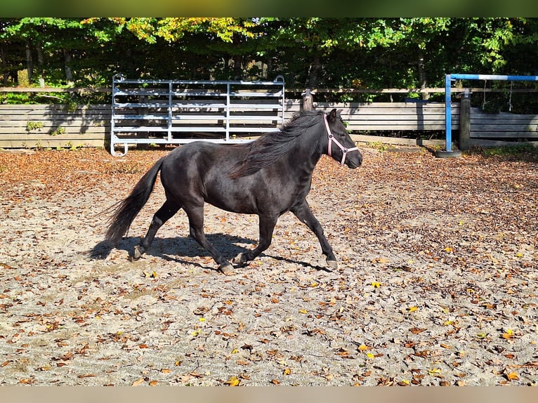 Shetland Ponys Wallach 3 Jahre 100 cm Rappe in Argenbühl