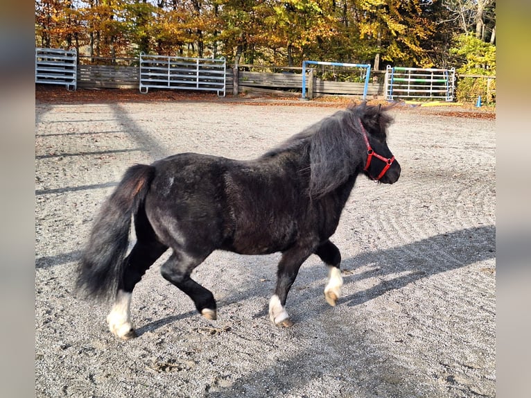 Shetland Ponys Wallach 3 Jahre 100 cm Rappe in Argenbühl
