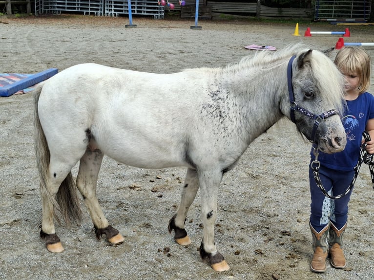 Shetland Ponys Wallach 3 Jahre 102 cm Brauner in Argenbühl