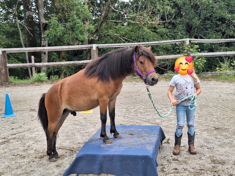 Shetland Ponys Wallach 3 Jahre 102 cm Brauner in Argenbühl